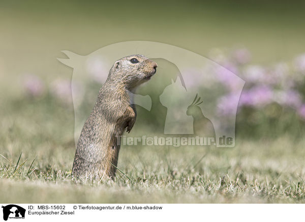 Europischer Ziesel / European ground squirrel / MBS-15602