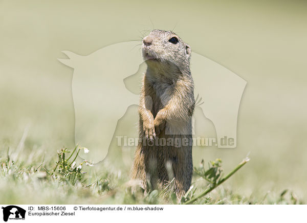 Europischer Ziesel / European ground squirrel / MBS-15606