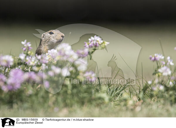 Europischer Ziesel / MBS-15609
