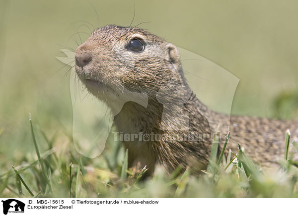 Europischer Ziesel / European ground squirrel / MBS-15615