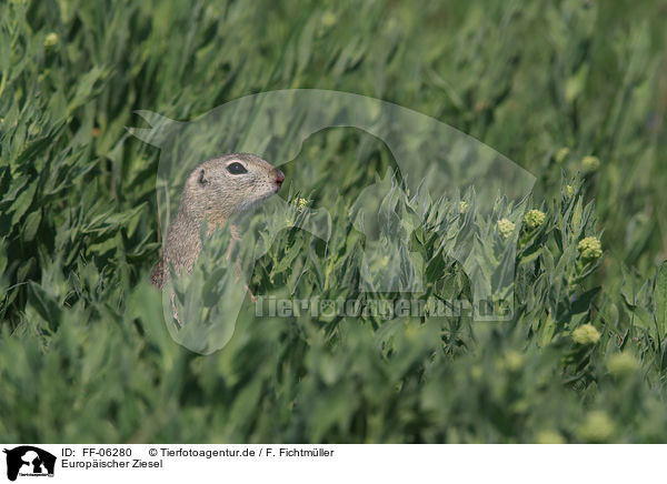 Europischer Ziesel / European ground squirrel / FF-06280