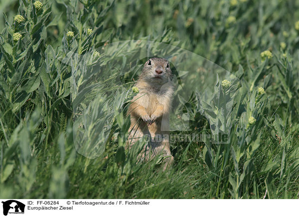 Europischer Ziesel / FF-06284