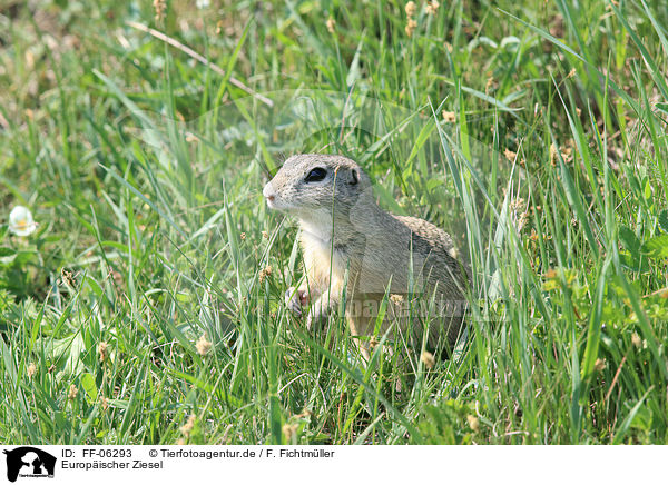 Europischer Ziesel / European ground squirrel / FF-06293