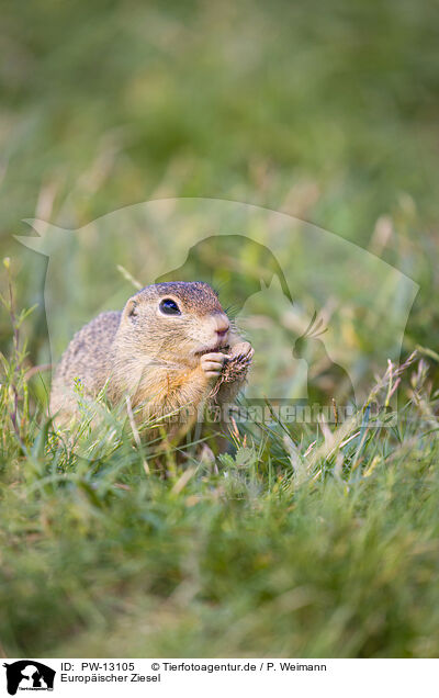 Europischer Ziesel / European ground squirrel / PW-13105