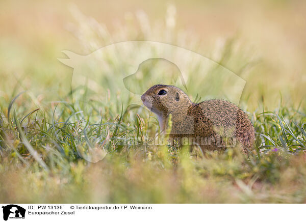 Europischer Ziesel / European ground squirrel / PW-13136