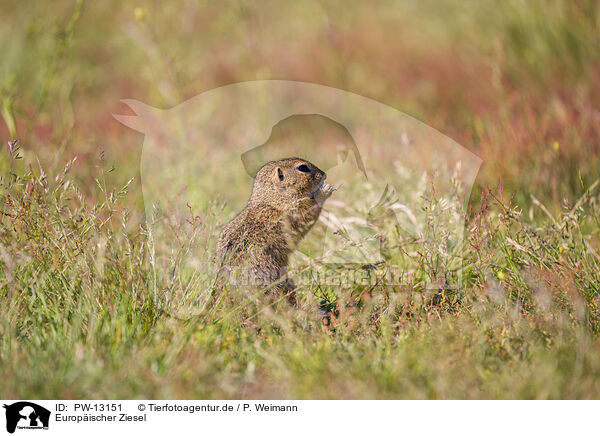 Europischer Ziesel / European ground squirrel / PW-13151