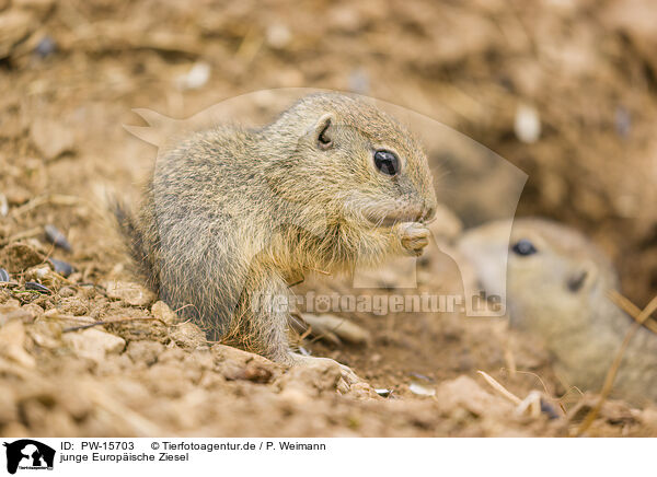 junge Europische Ziesel / young European ground squirrels / PW-15703
