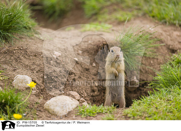 Europischer Ziesel / European ground squirrel / PW-15705