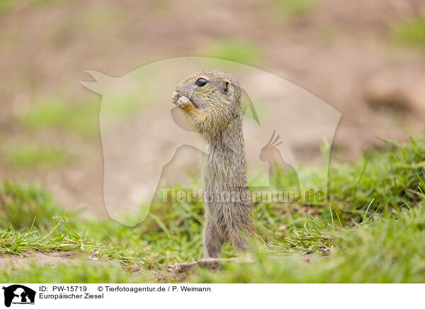 Europischer Ziesel / European ground squirrel / PW-15719