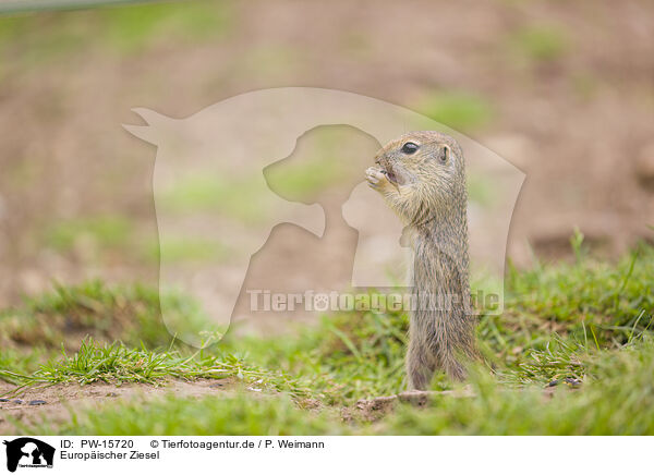 Europischer Ziesel / European ground squirrel / PW-15720