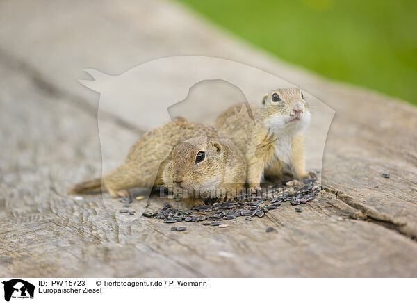 Europischer Ziesel / European ground squirrel / PW-15723