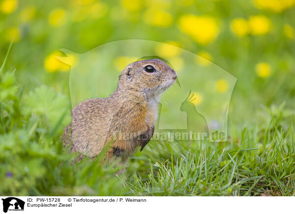 Europischer Ziesel / European ground squirrel / PW-15728