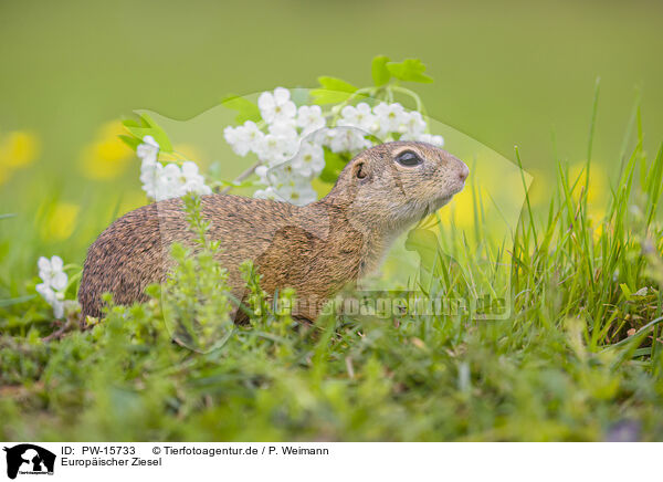 Europischer Ziesel / European ground squirrel / PW-15733