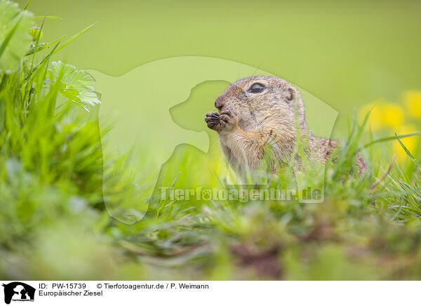 Europischer Ziesel / European ground squirrel / PW-15739