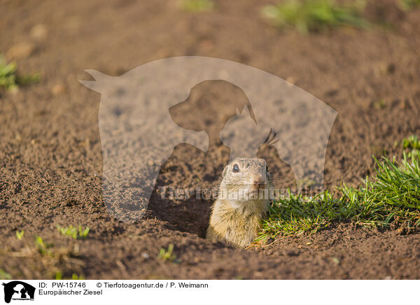 Europischer Ziesel / European ground squirrel / PW-15746