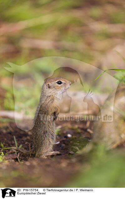 Europischer Ziesel / European ground squirrel / PW-15754