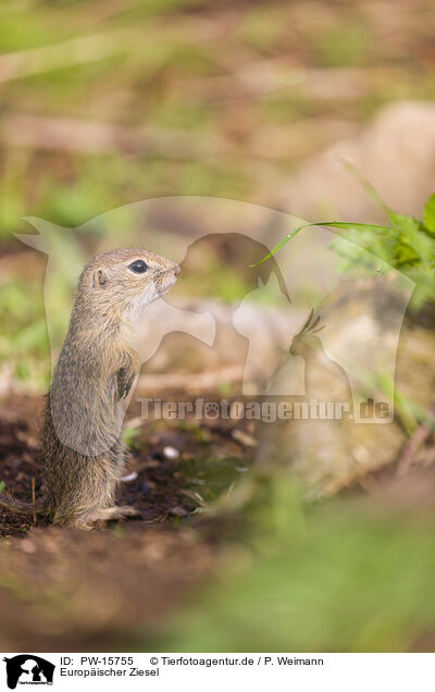 Europischer Ziesel / European ground squirrel / PW-15755