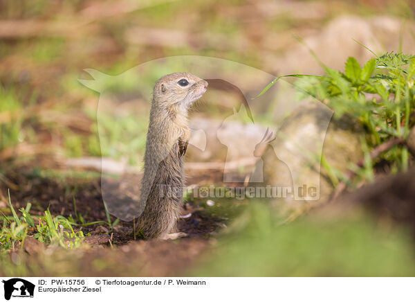 Europischer Ziesel / European ground squirrel / PW-15756