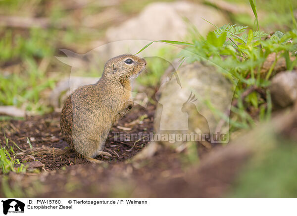 Europischer Ziesel / European ground squirrel / PW-15760