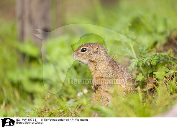 Europischer Ziesel / European ground squirrel / PW-15763