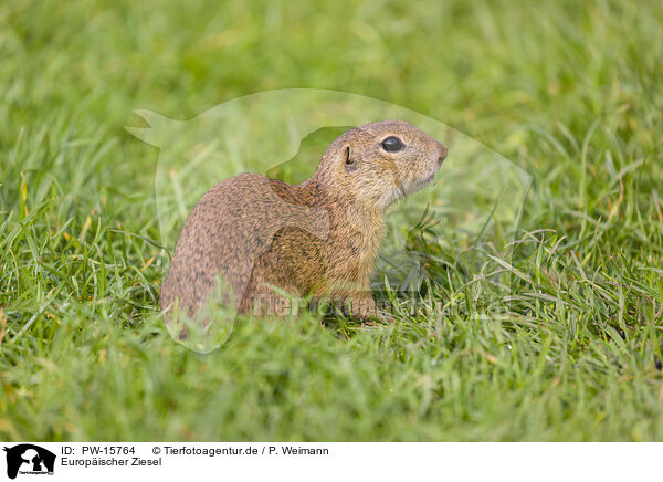 Europischer Ziesel / European ground squirrel / PW-15764