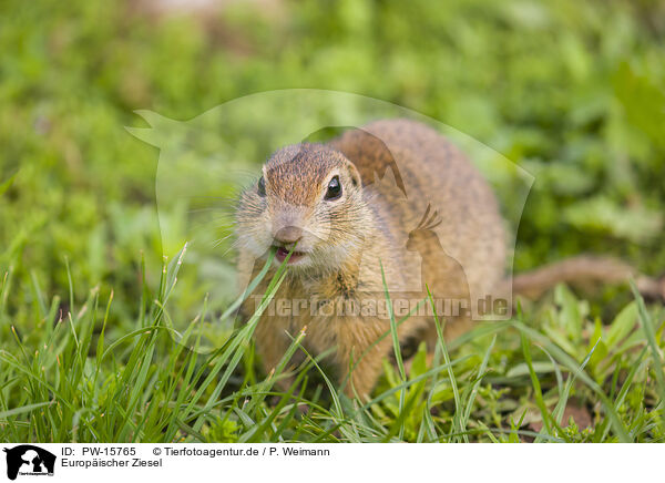 Europischer Ziesel / European ground squirrel / PW-15765