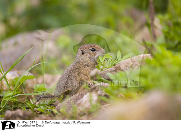 Europischer Ziesel / European ground squirrel / PW-15771