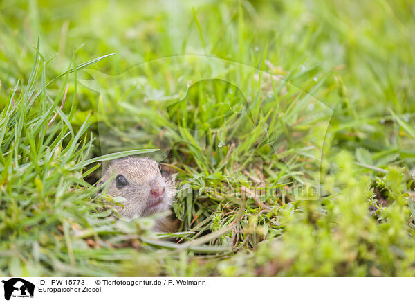 Europischer Ziesel / European ground squirrel / PW-15773