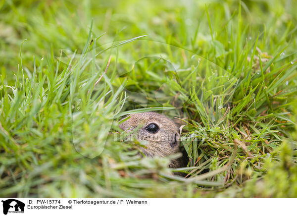 Europischer Ziesel / European ground squirrel / PW-15774