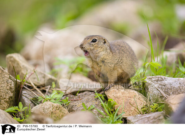 Europischer Ziesel / European ground squirrel / PW-15780