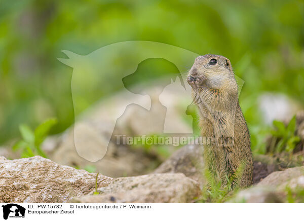 Europischer Ziesel / European ground squirrel / PW-15782