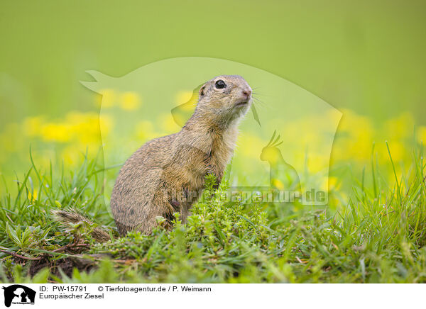 Europischer Ziesel / European ground squirrel / PW-15791