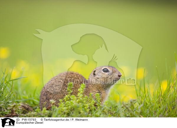 Europischer Ziesel / European ground squirrel / PW-15793