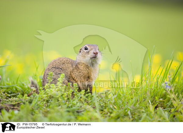 Europischer Ziesel / European ground squirrel / PW-15795