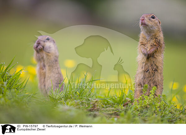 Europischer Ziesel / European ground squirrel / PW-15797