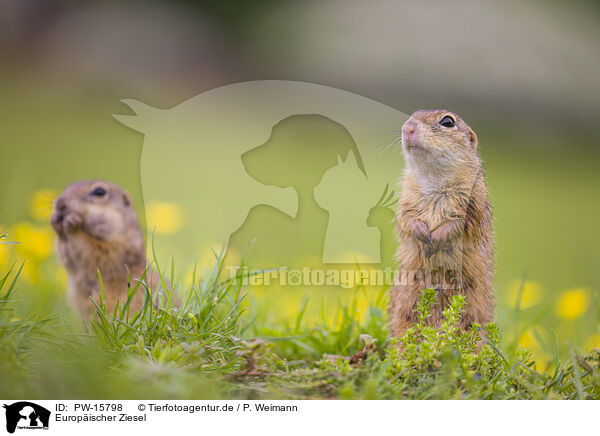 Europischer Ziesel / European ground squirrel / PW-15798