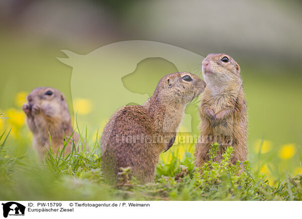 Europischer Ziesel / European ground squirrel / PW-15799