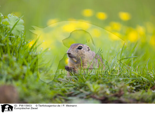 Europischer Ziesel / European ground squirrel / PW-15803