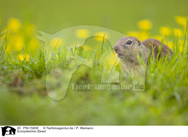 Europischer Ziesel / European ground squirrel / PW-15806