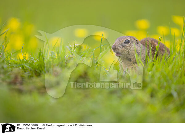 Europischer Ziesel / European ground squirrel / PW-15806