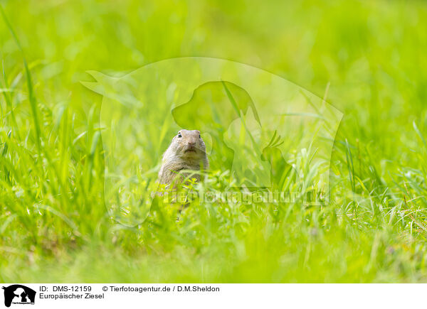 Europischer Ziesel / European ground squirrel / DMS-12159