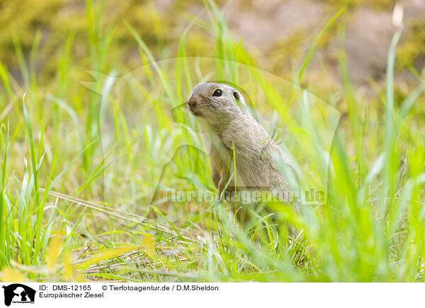 Europischer Ziesel / European ground squirrel / DMS-12165