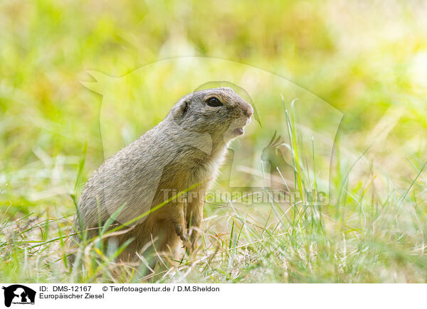 Europischer Ziesel / European ground squirrel / DMS-12167