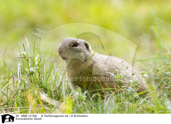 Europischer Ziesel / European ground squirrel / DMS-12168
