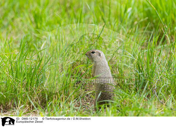 Europischer Ziesel / European ground squirrel / DMS-12178