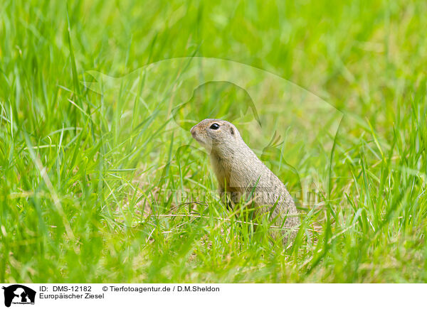 Europischer Ziesel / European ground squirrel / DMS-12182