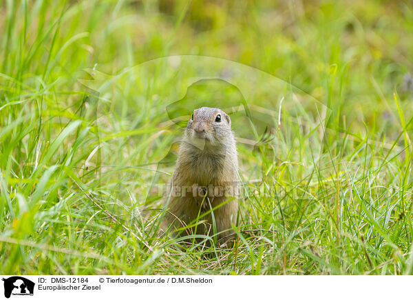 Europischer Ziesel / European ground squirrel / DMS-12184