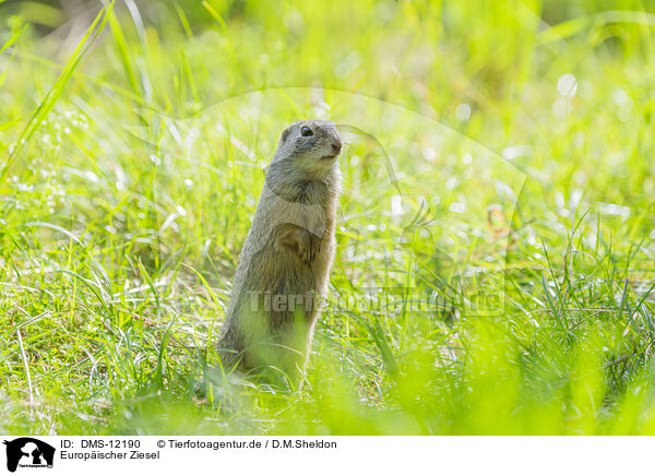 Europischer Ziesel / European ground squirrel / DMS-12190