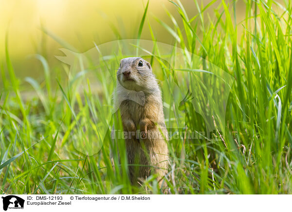 Europischer Ziesel / European ground squirrel / DMS-12193