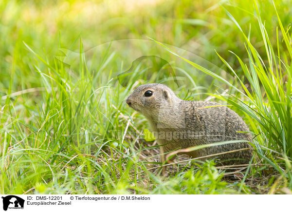 Europischer Ziesel / European ground squirrel / DMS-12201